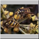 Vespula vulgaris - Gemeine Wespe 06.jpg